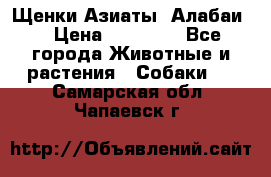 Щенки Азиаты (Алабаи) › Цена ­ 20 000 - Все города Животные и растения » Собаки   . Самарская обл.,Чапаевск г.